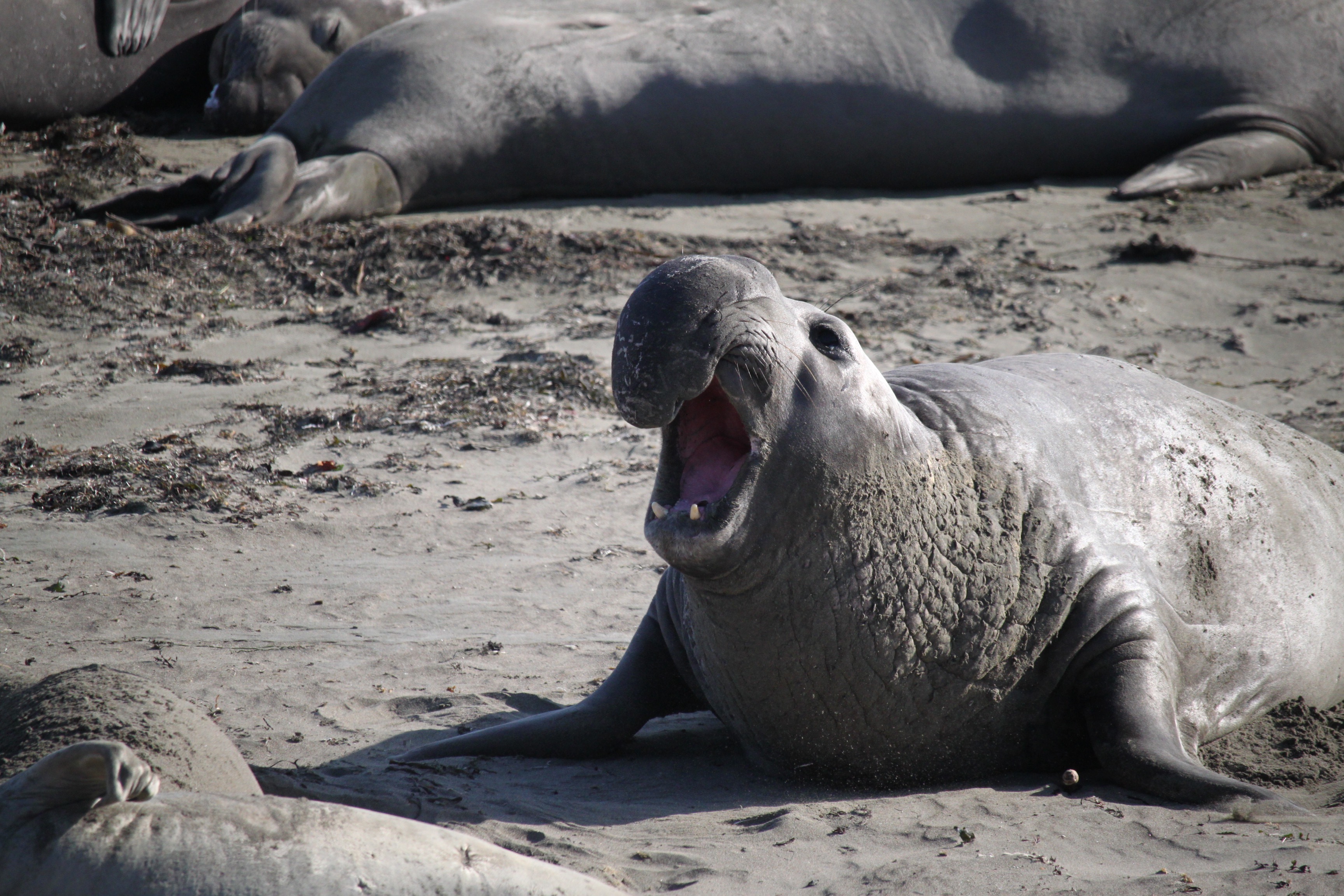 Elephant Seals