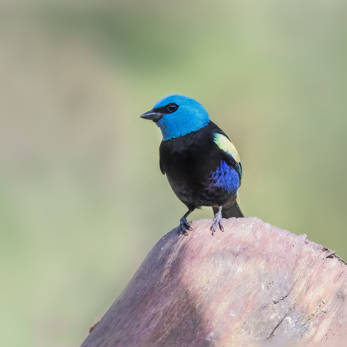 Blue-necked Tanager