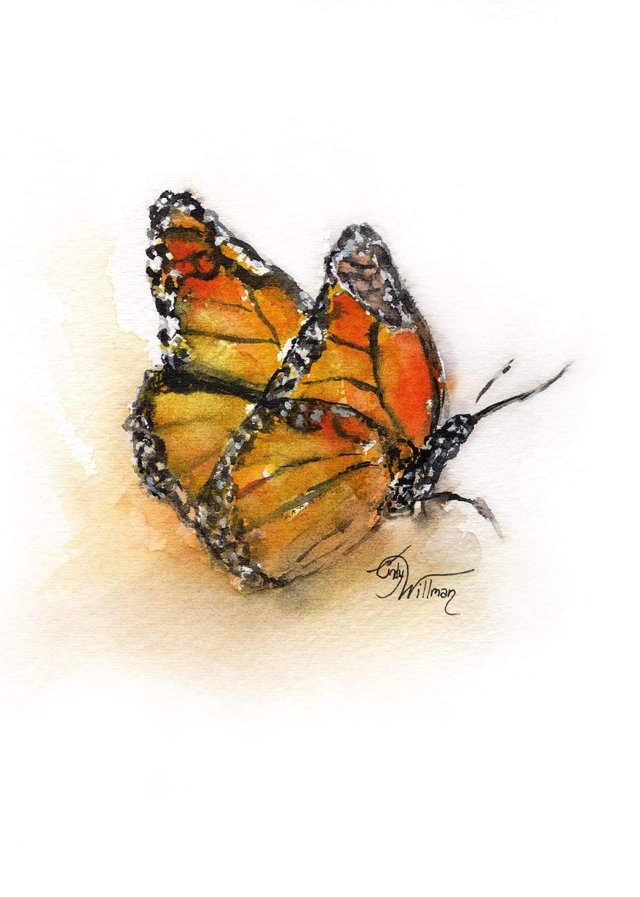 butterflies