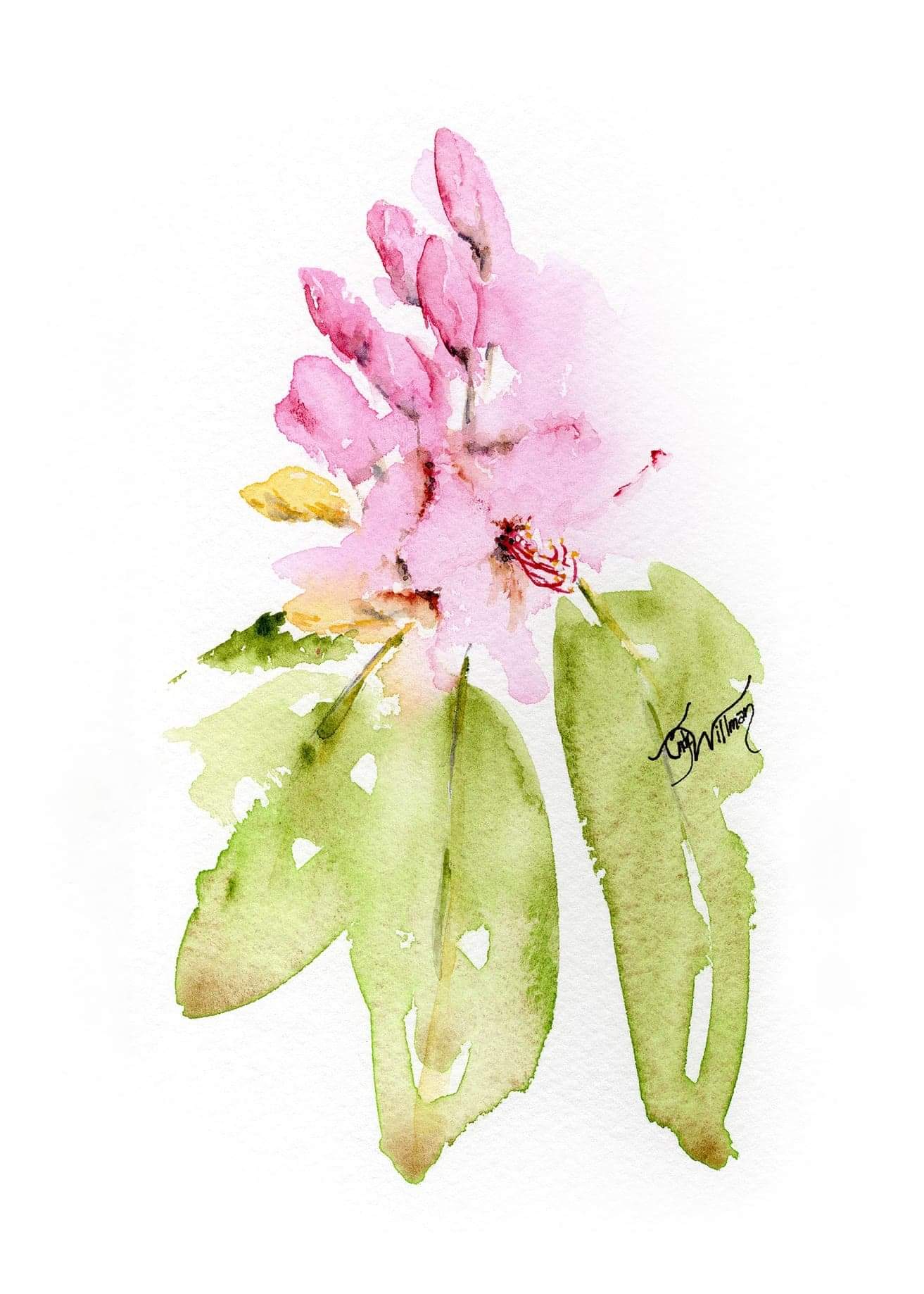 FL1005 - Rhododendron