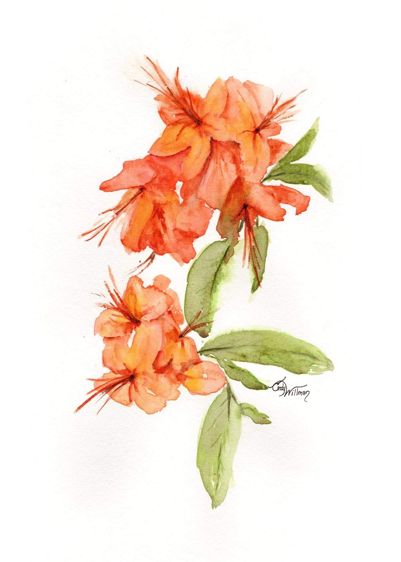 FL1006 - Flame Azalea