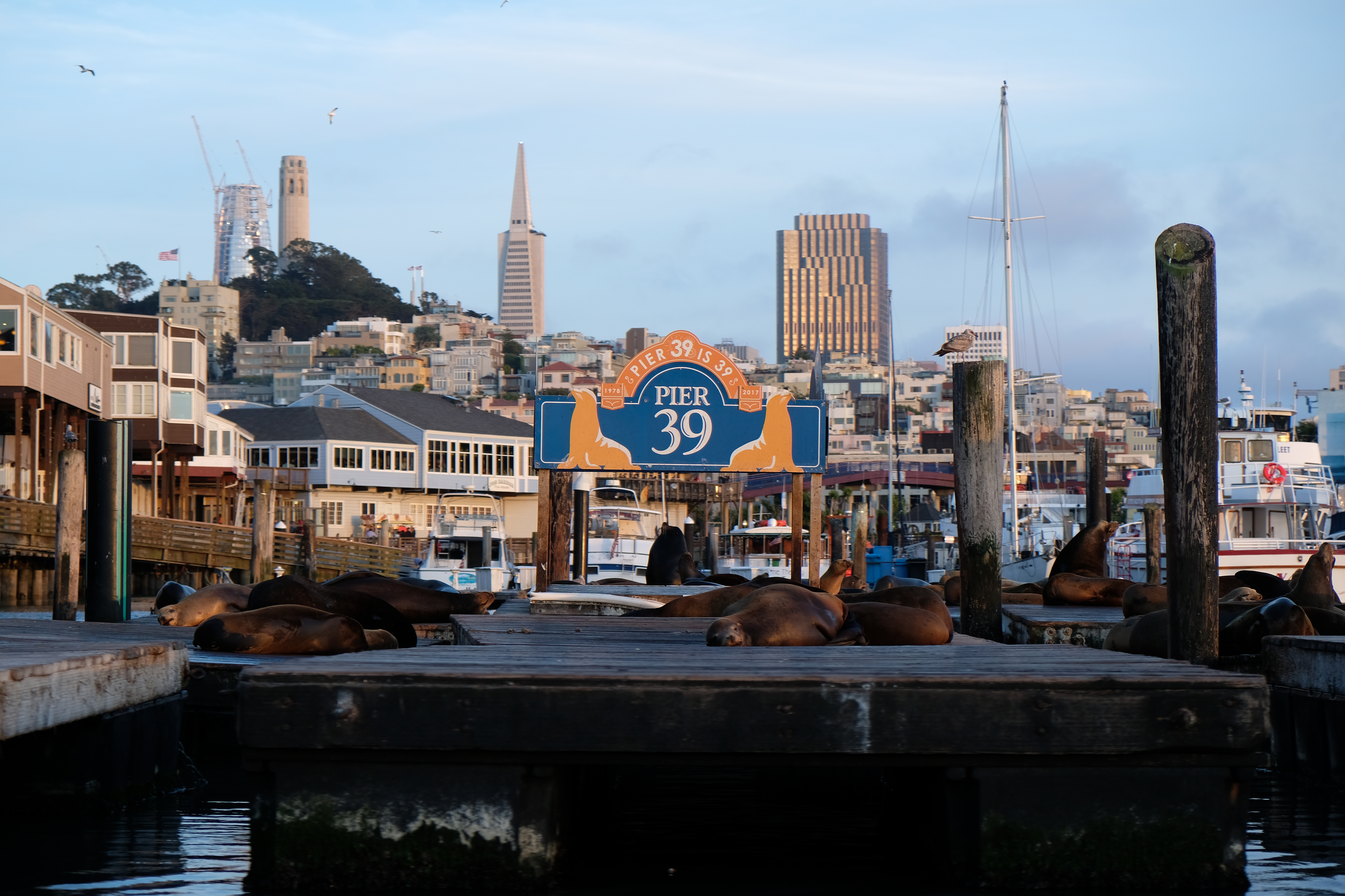 elephant seals pier 39 San Francisco