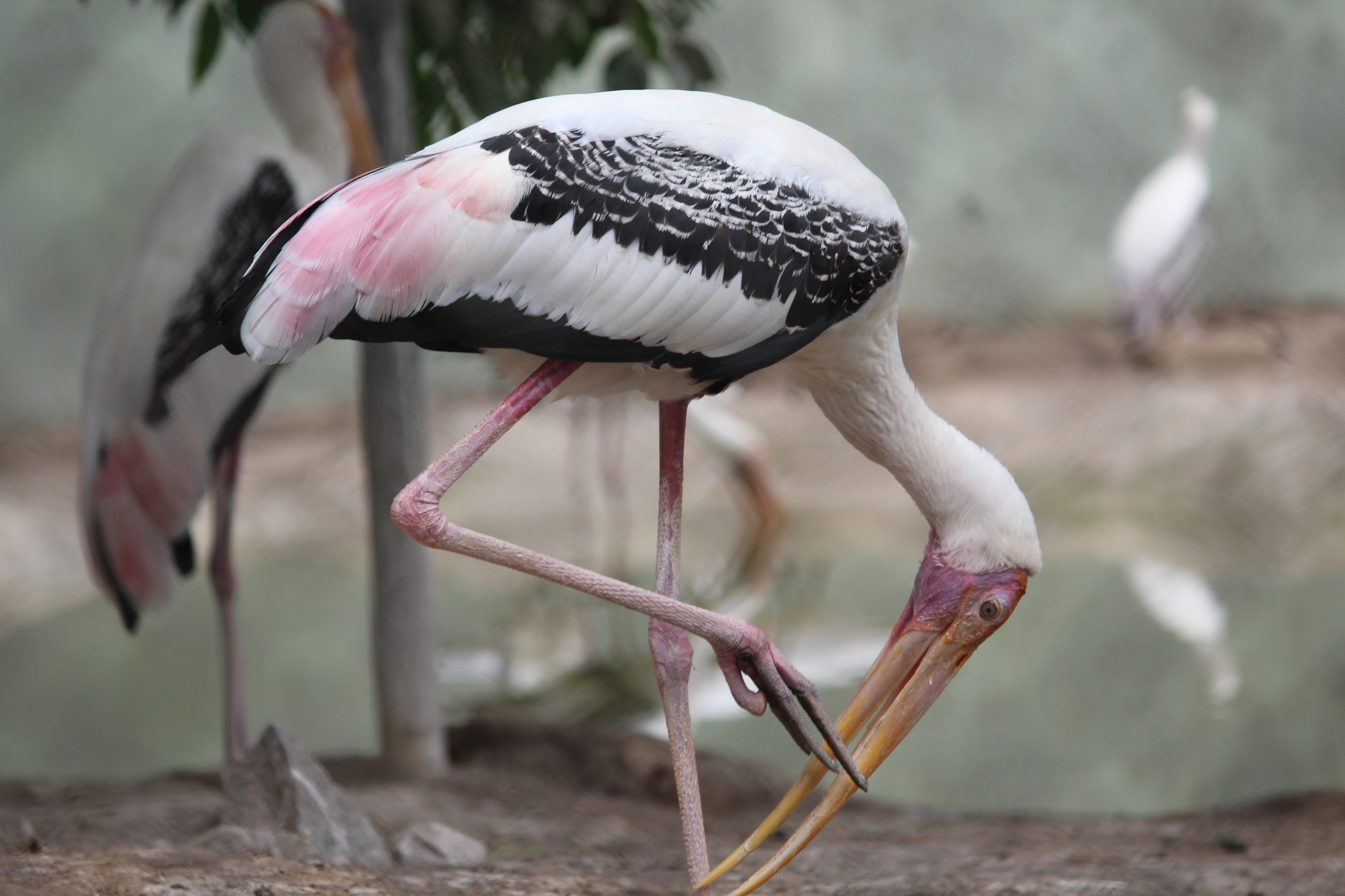Pink_flamingo