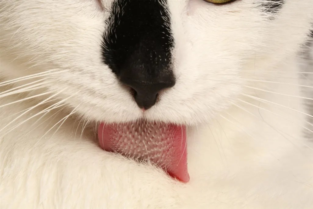 kitty_tongue