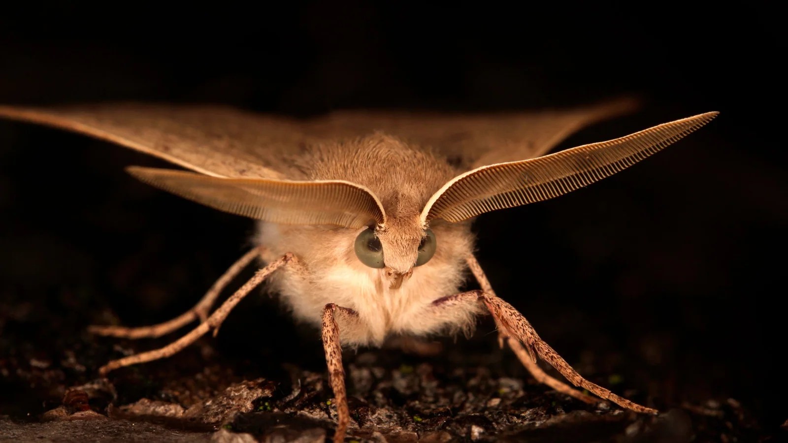 Polilla Bogong posada sobre una superficie oscura