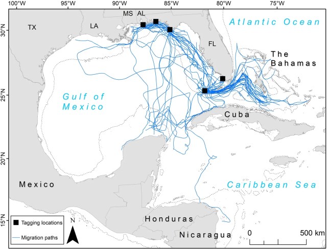 Mapa con rutas de tortugas caguama a través del Golfo de México y el Atlántico.