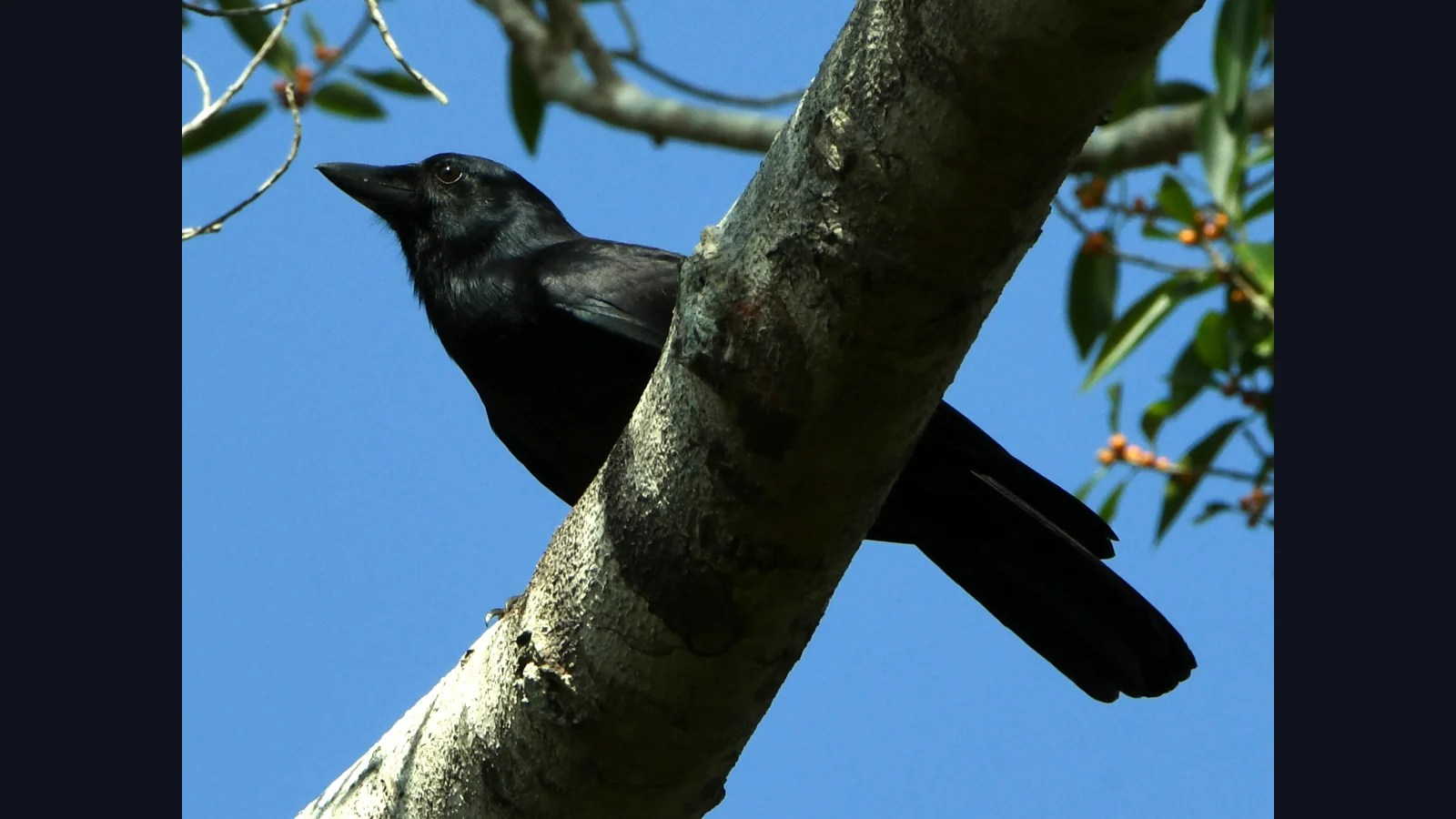 Cuervo de Nueva Caledonia Corvus moneduloides posado en Sarramea