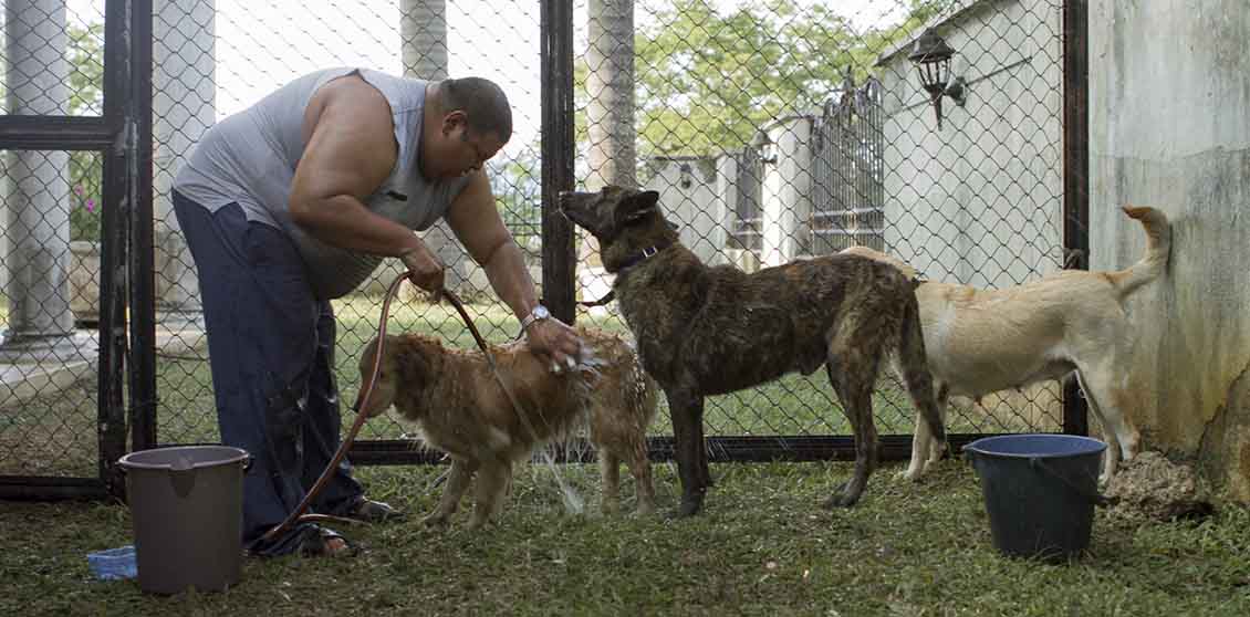 Crítica: Lavaperros (2020), de Carlos Moreno – Festival de Lima