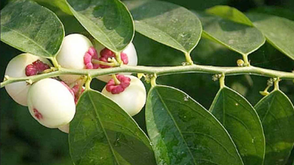 Daun-Katuk.