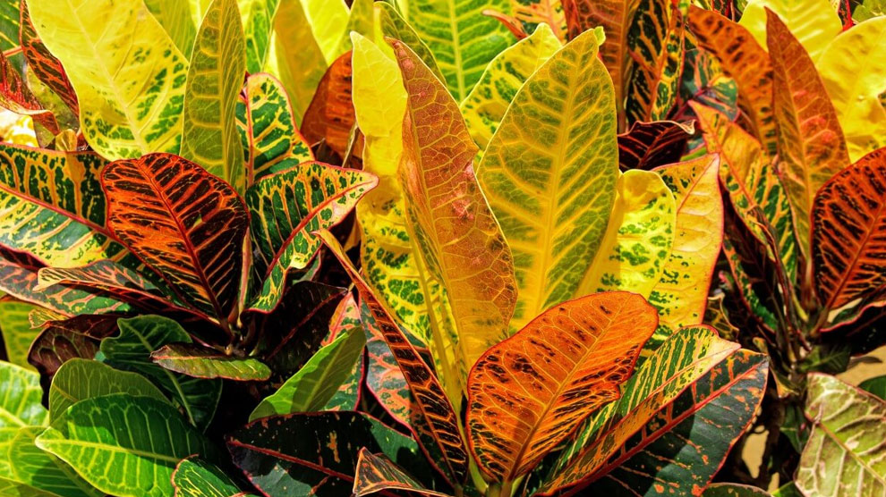 Manfaat Daun Puring dan Cara Merawatnya