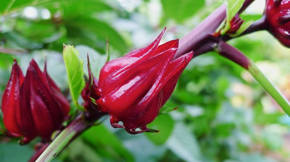 Bunga Rosella