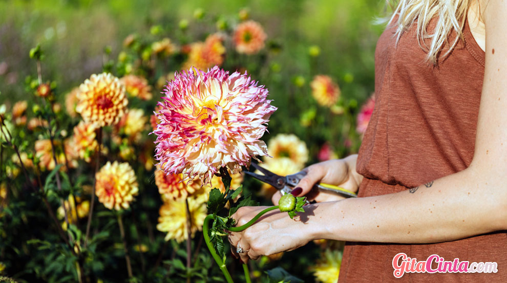 Cara Menanam & Memperbanyak Bunga Dahlia dengan Mudah