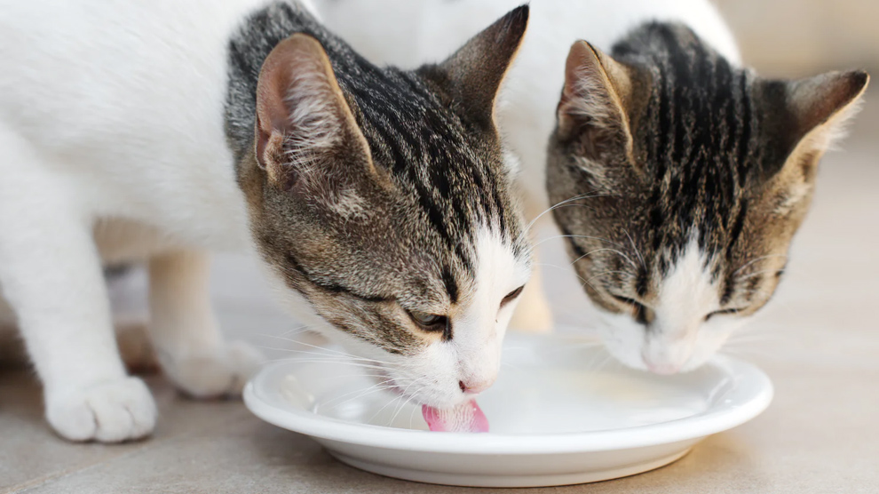 Susu Kucing.