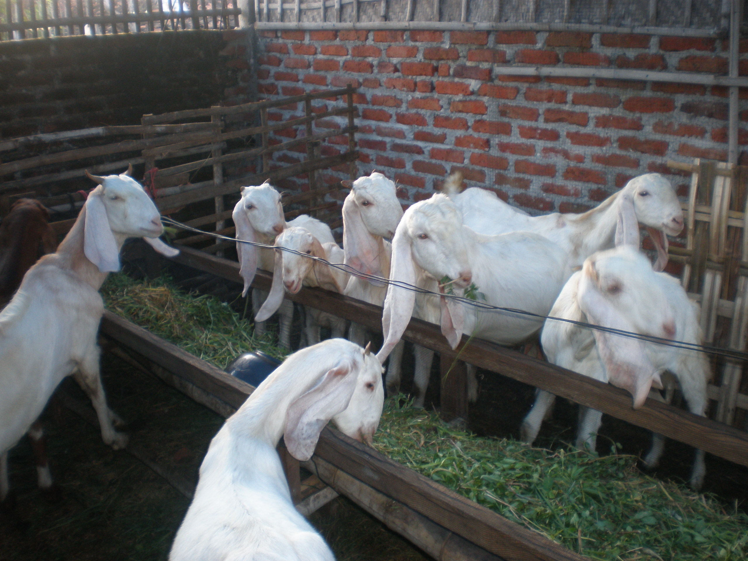 Download Gratis Gambar Jual Kambing Putih Untuk Qurban Hewan Peliharaan 535880029 Terbaru oleh www.lampunghits.com