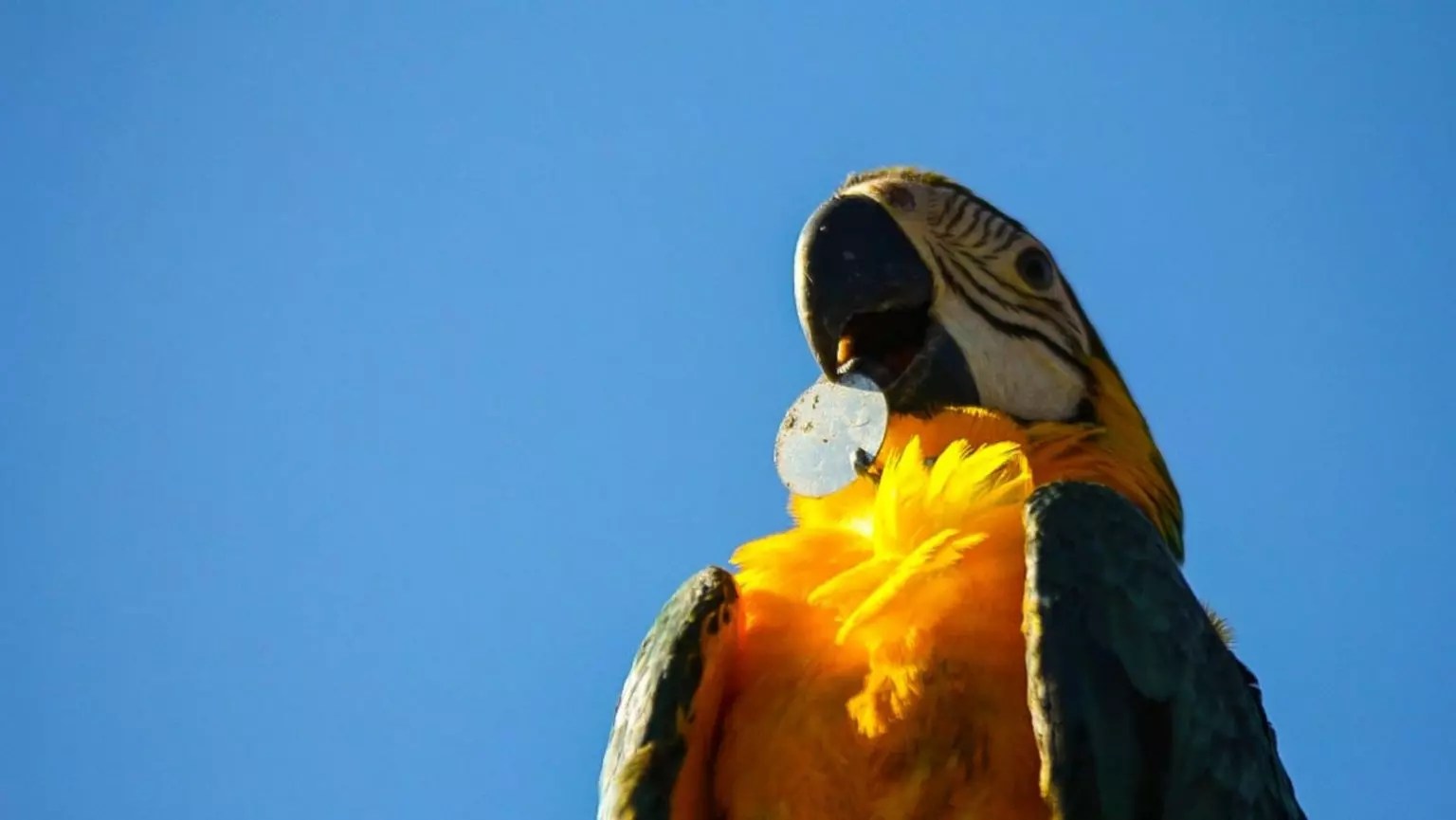 arara