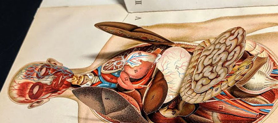 A layered image of a human body with flaps that open to show organs.