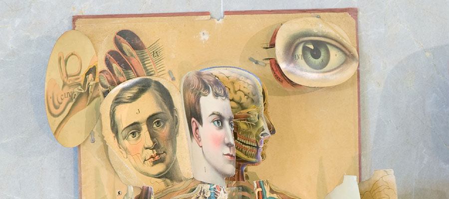 A detail of the head of a lifesized anatomical chart of layers of printed cardboard.