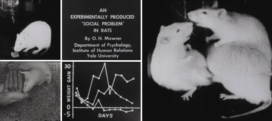 Collage of film stills featuring rats and data.
