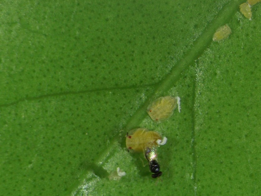 biological control