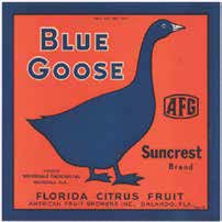 Blue Goose