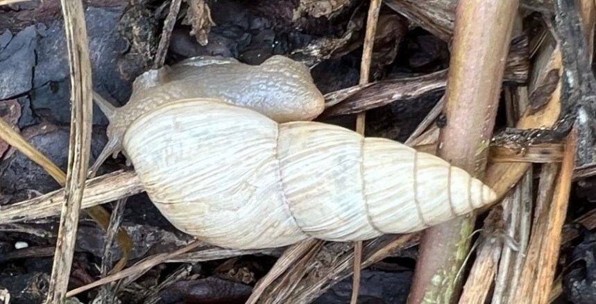 snail management
