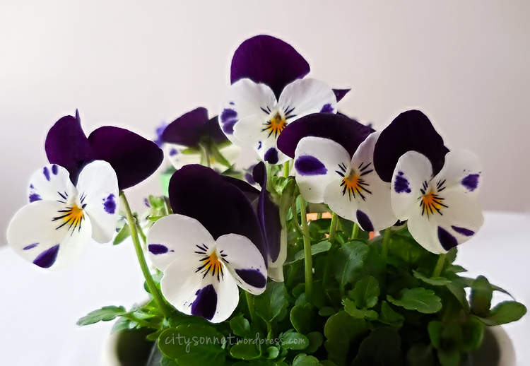 violas