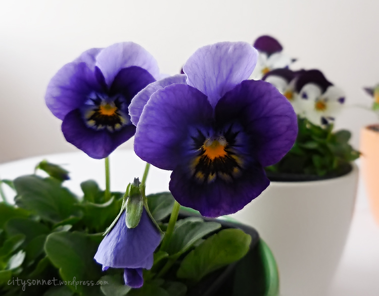 violas