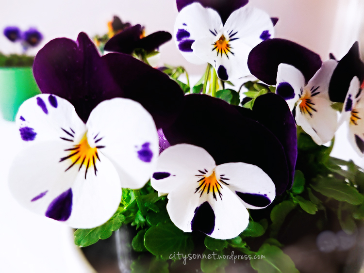 violas
