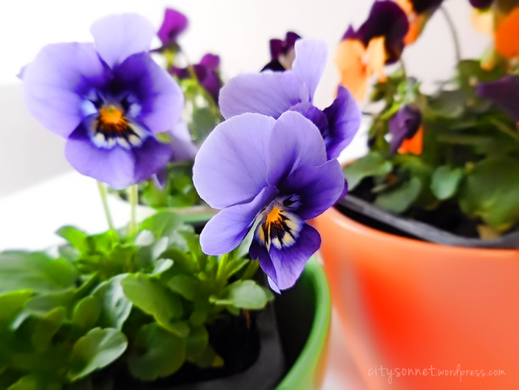 violas