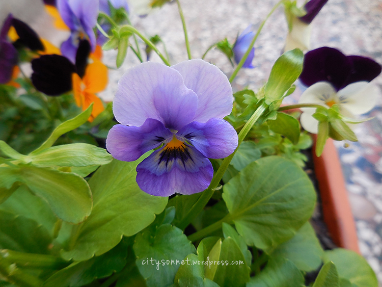 violas