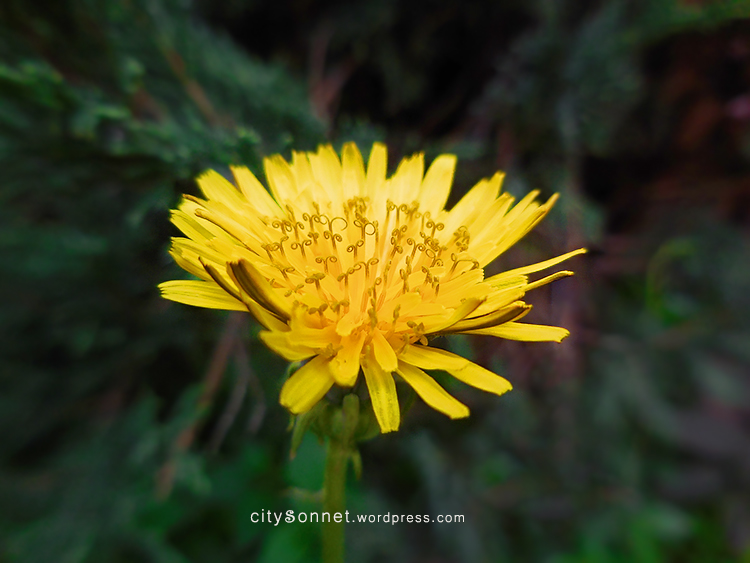 yellowdandelion