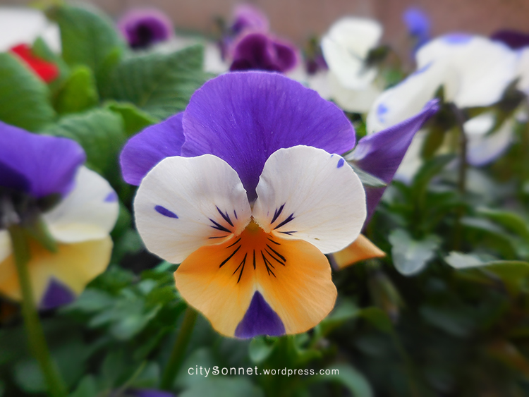 tricolorviola
