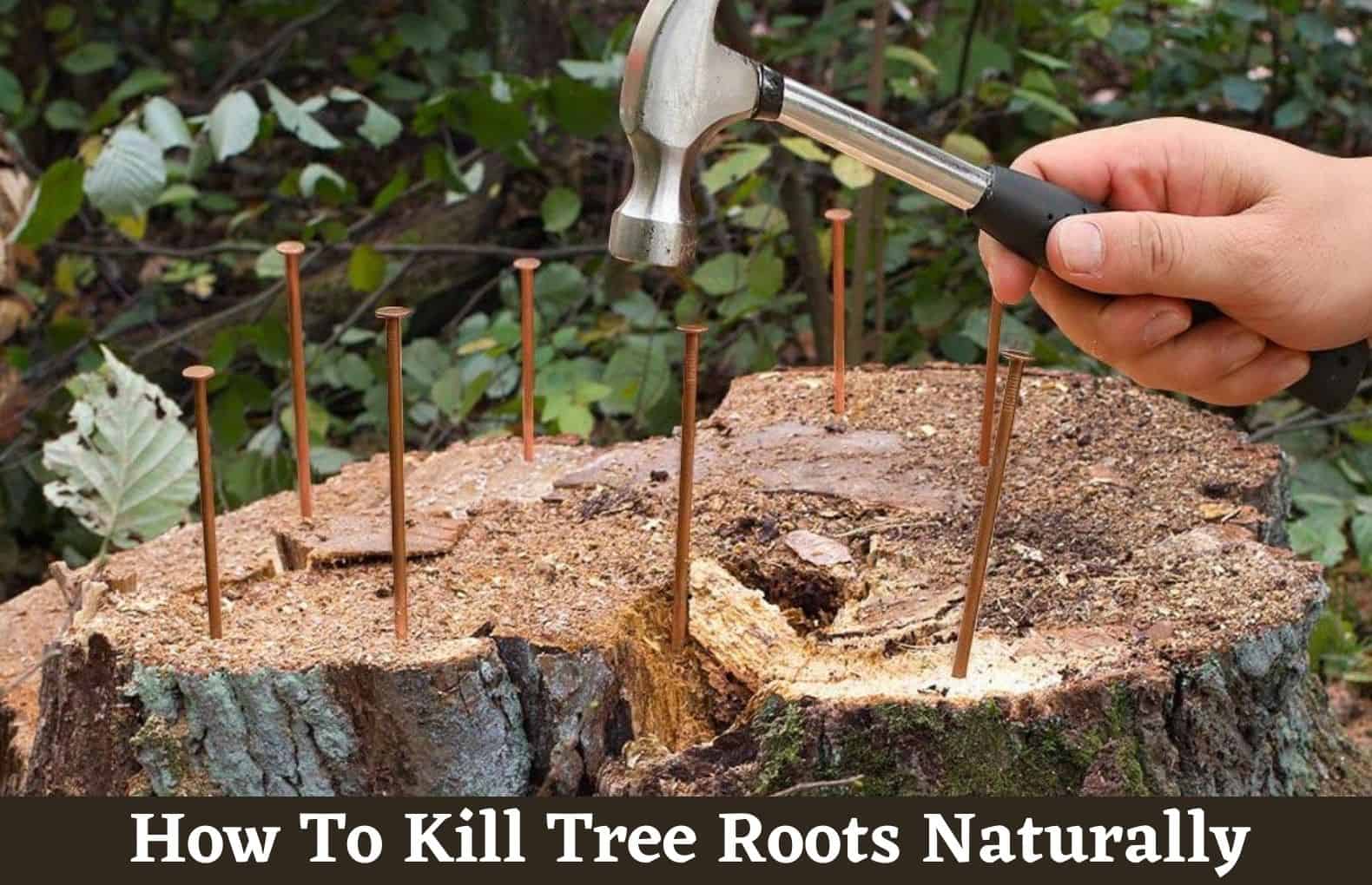 How To Kill Tree Roots How To Kill A Big Tree 7 Way To Kill Tree