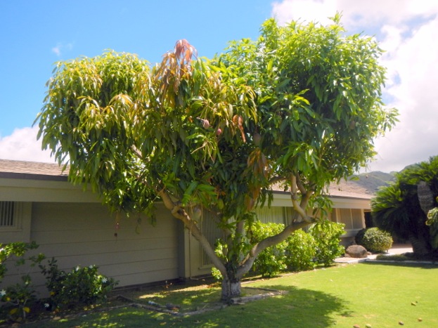 Toptropicals Com We Grow Happiness