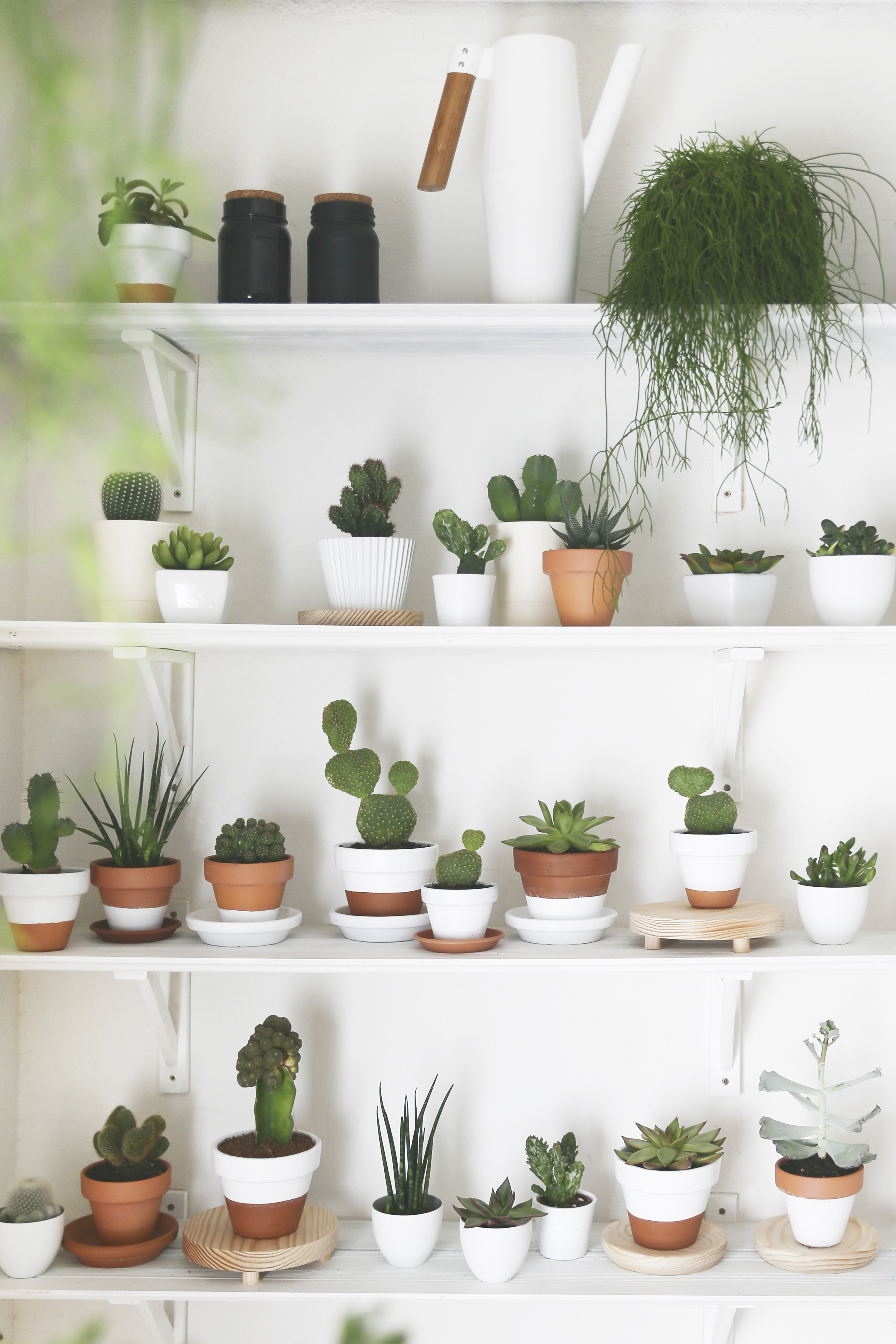 Collection of cacti and succulents