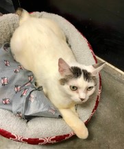 B Pandora cru cmyk Pandora