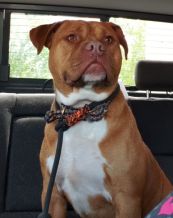 B Ralph cprmt cmyk Ralph