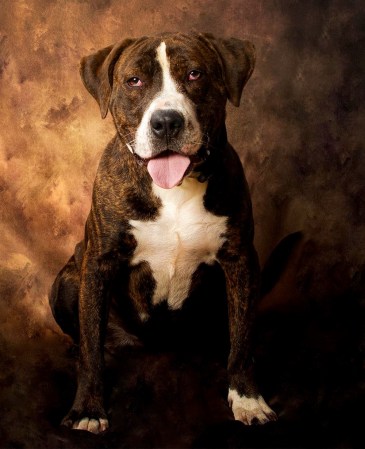 Drako