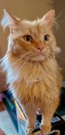 Cadbury