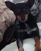 Gidget
