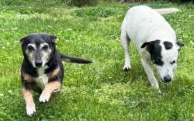 Darla & Spanky Darla & Spanky