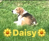 Miss Daisy Miss Daisy