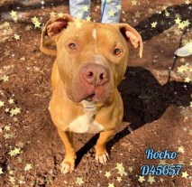 B Rocko MCACC cmyk Rocko