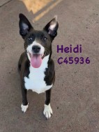 Heidi