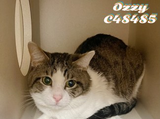 Ozzy