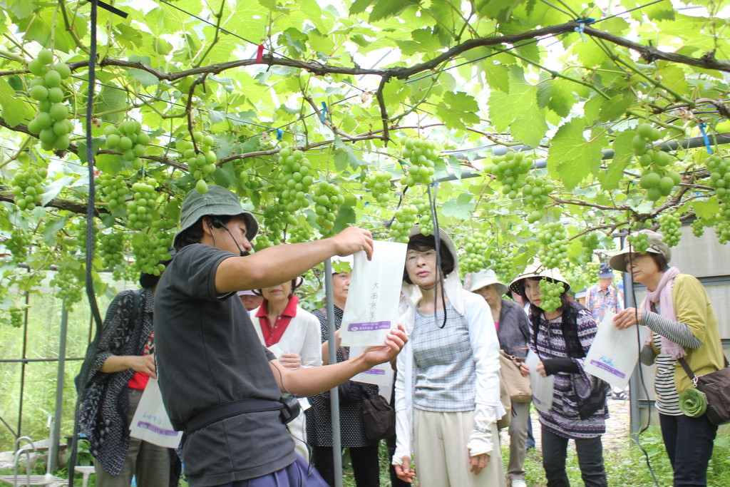 営業情報 – クラシックブドウ浜田農園