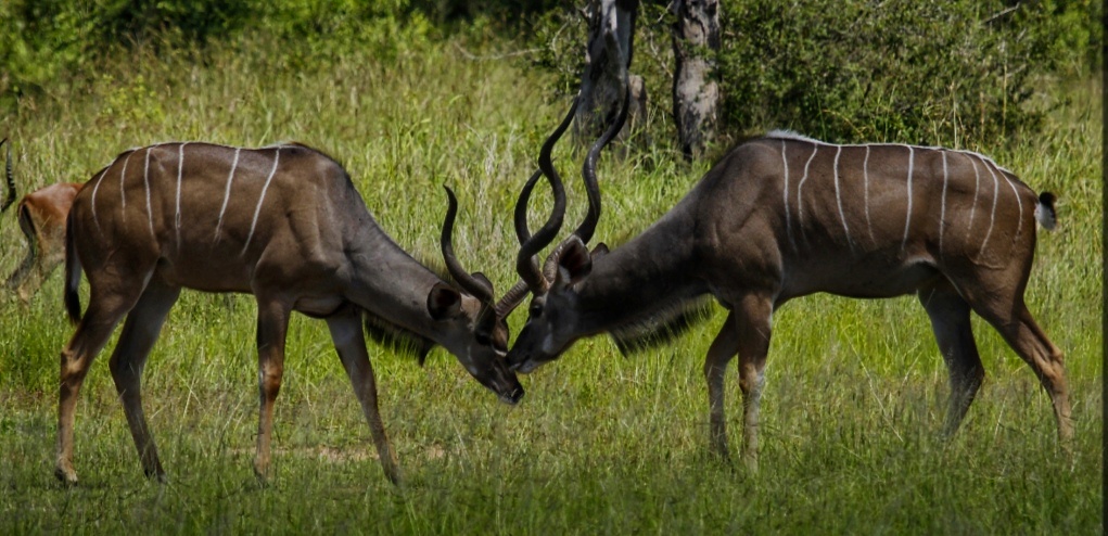 East africa's elusive treasures: discovering the greater and lesser kudu