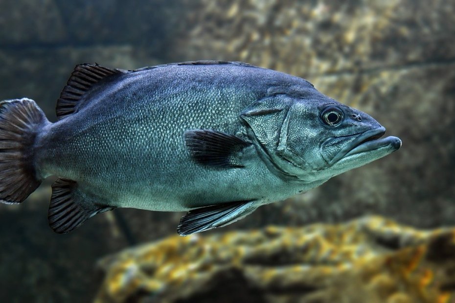 Poisson