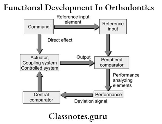 Functional Analysis Pdf Orthodontics Dental Anatomy - Desktop Landscape Arts for Desktop