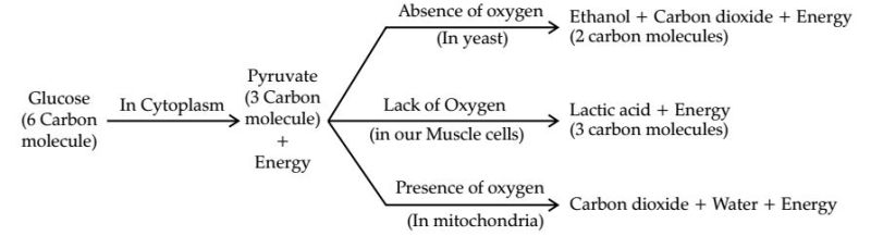 Chapter 6 Life Process Vikrantacademy - Ultra HD Gradient Images for Desktop